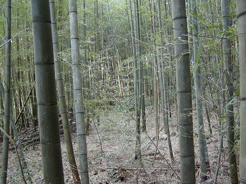 竹林